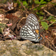 The Tiger Brown Orinoma damaris is the only species of its genus found from Himachal Pradesh to China.